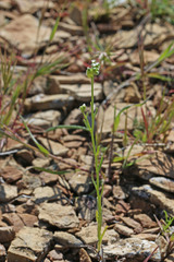 Cryptantha cycloptera
