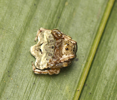 Arkys speechleyi