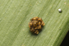Arkys speechleyi