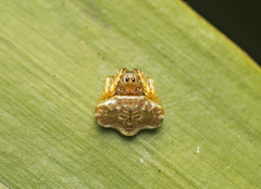 Arkys speechleyi