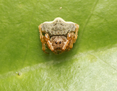 Arkys speechleyi