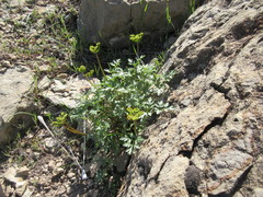 Cymopterus purpureus