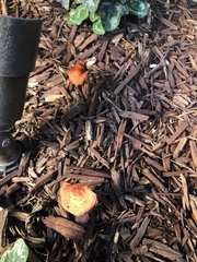 Leratiomyces ceres