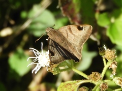 Arteurotia tractipennis