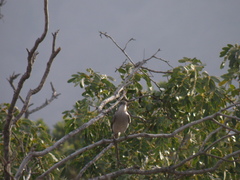 Pyrope pyrope pyrope