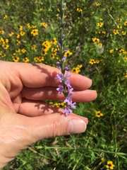 Verbena xutha