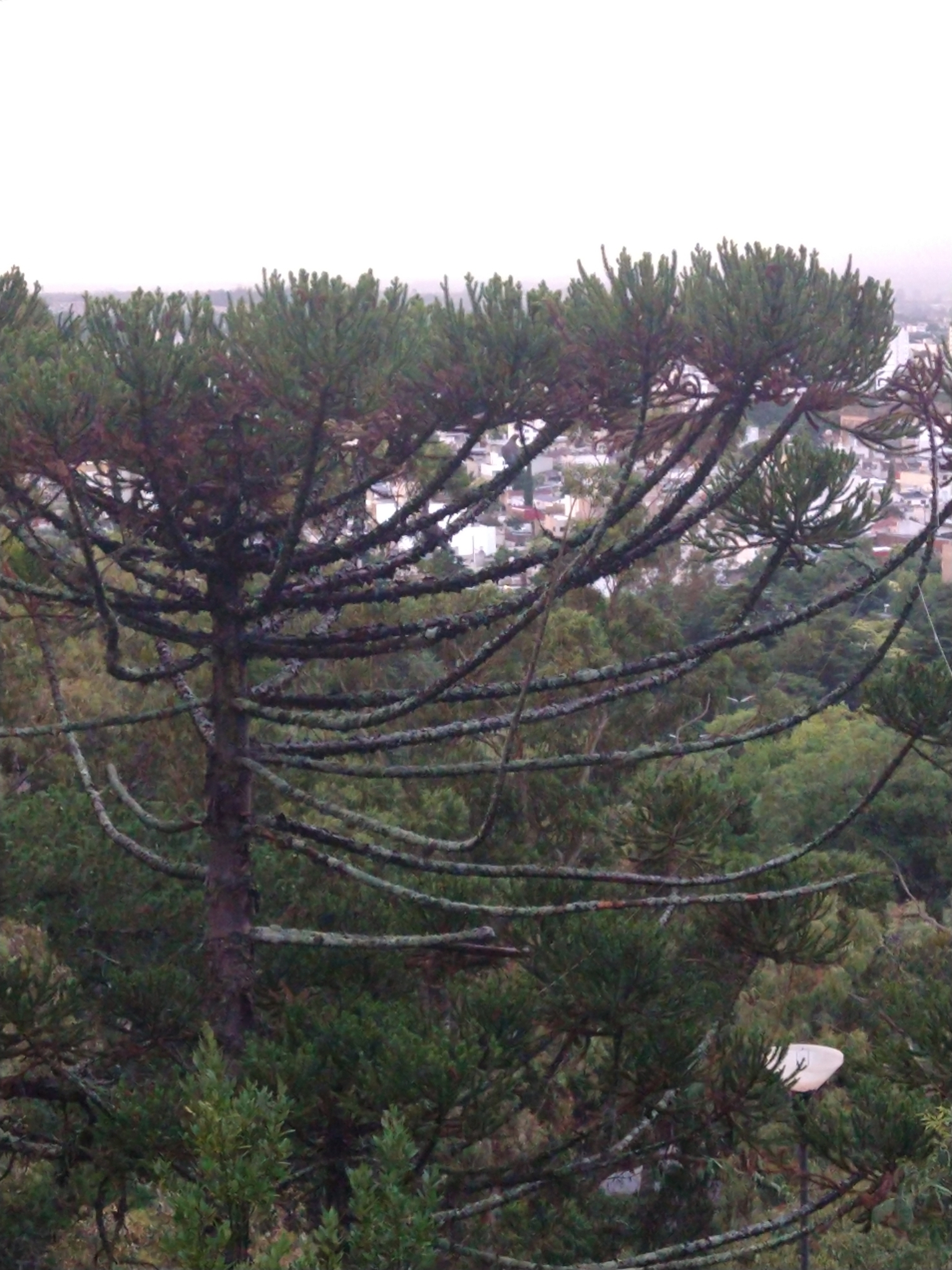 Araucaria angustifolia