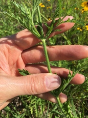 Verbena xutha