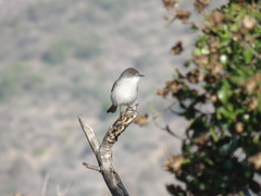 Pyrope pyrope pyrope