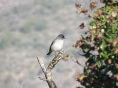 Pyrope pyrope pyrope