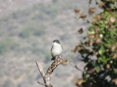 Pyrope pyrope pyrope