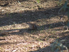 Zonotrichia capensis chilensis