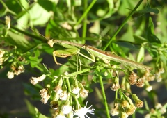 Stagmomantis montana