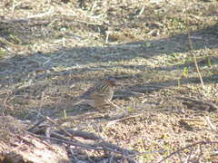 Zonotrichia capensis chilensis