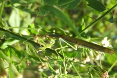 Stagmomantis montana