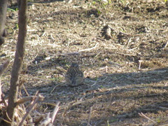 Zonotrichia capensis chilensis