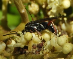 Episyron conterminus