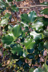 Ilex aquifolium