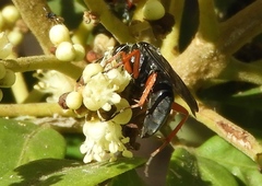 Episyron conterminus