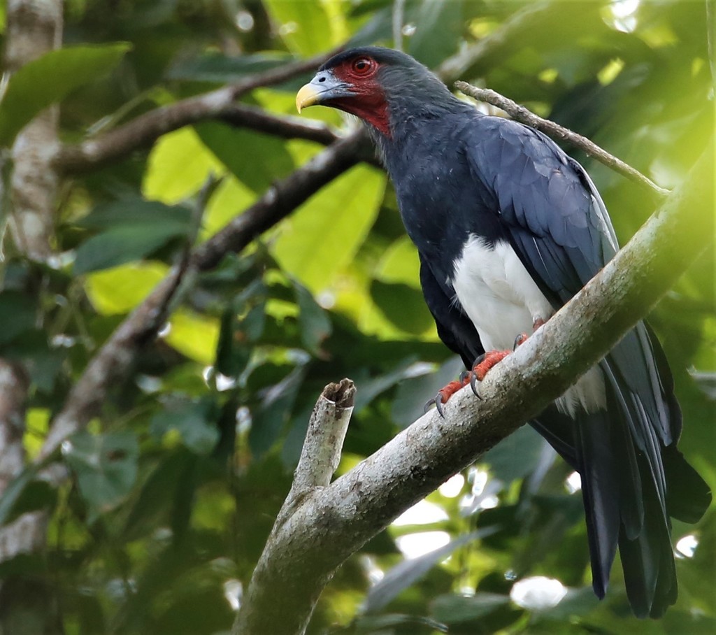 Red-throated Caracara photo