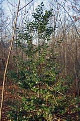Ilex aquifolium