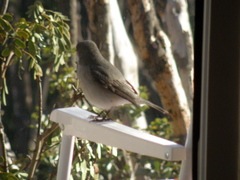 Pyrope pyrope pyrope