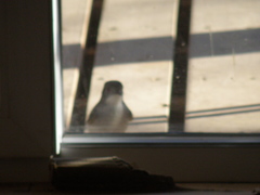 Pyrope pyrope pyrope