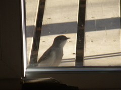 Pyrope pyrope pyrope