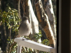 Pyrope pyrope pyrope