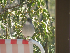 Pyrope pyrope pyrope