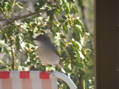 Pyrope pyrope pyrope