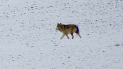 Canis lupus filchneri