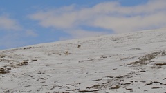 Canis lupus filchneri