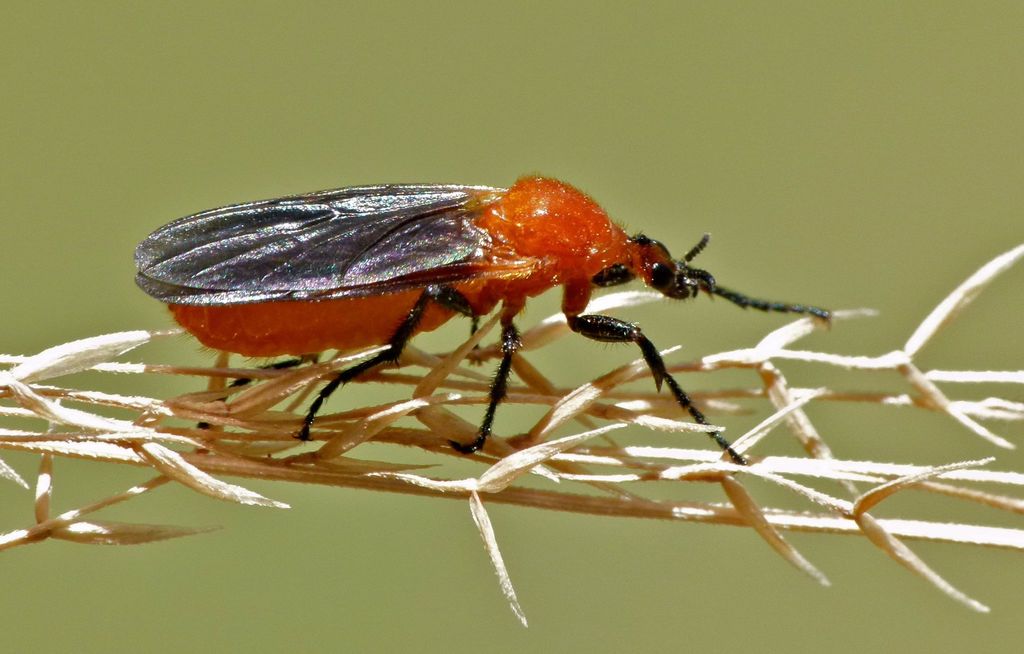Australian garden maggot