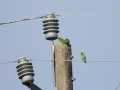 Forpus conspicillatus