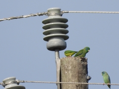 Forpus conspicillatus