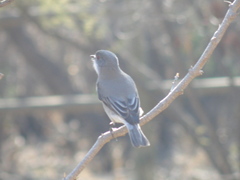 Pyrope pyrope pyrope