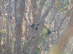 Curaeus curaeus curaeus