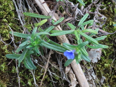 Glandora diffusa