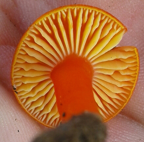 Honey Waxcap