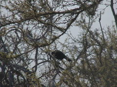 Curaeus curaeus curaeus