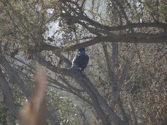 Curaeus curaeus curaeus