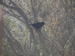 Curaeus curaeus curaeus