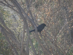 Curaeus curaeus curaeus