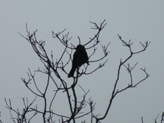 Curaeus curaeus curaeus