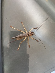 Paragryllacris combusta