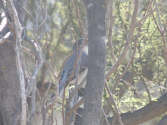 Pyrope pyrope pyrope