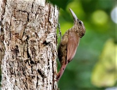 Lepidocolaptes souleyetii lineaticeps