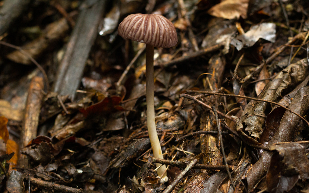 Marasmius fiardii · January 2022 · photo: © deniszabin (iNaturalist, cc-by)