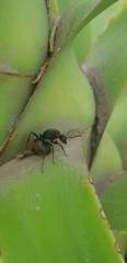 Camponotus